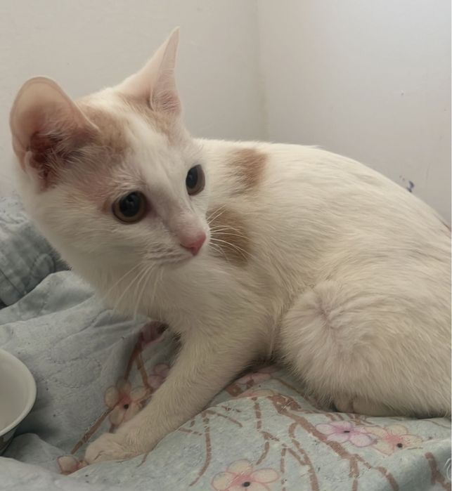 котенок в хорошие руки