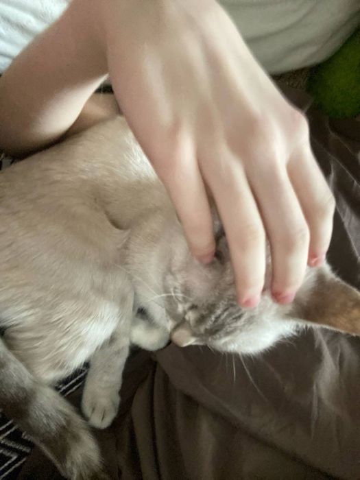 кошечка по имени Малиса