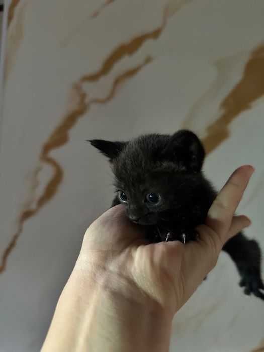 котята бесплатно