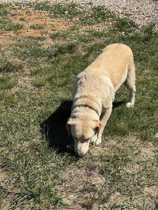 Donez spre adoptie catelusa Golden Retriever 3 ani