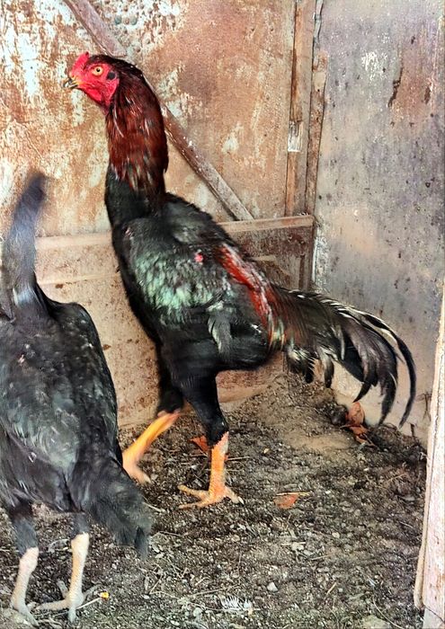 Петух дакан бойцовый