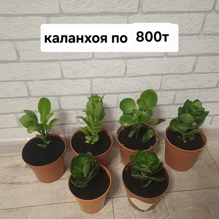 Комнатные цветы разные