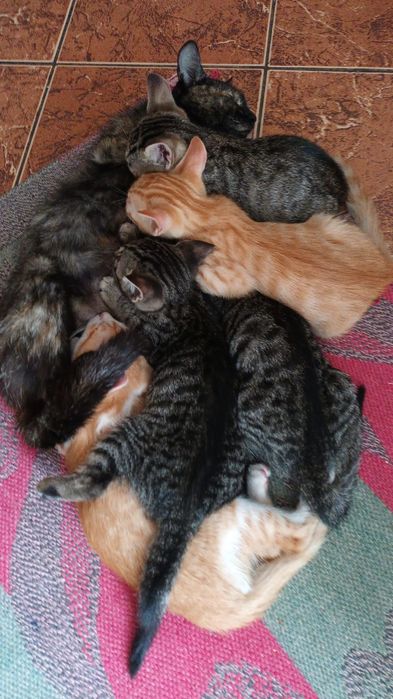 Dau spre adopție pisoi