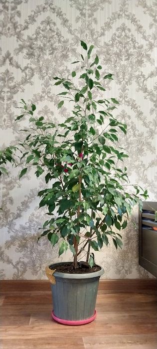 Комнатные цветы и растения