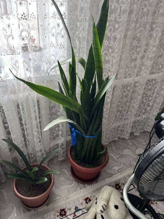 Продам большие домашние цветы