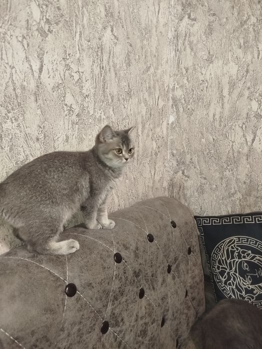Шиншила отаси Залатая шиншила онаси скотиш фолд