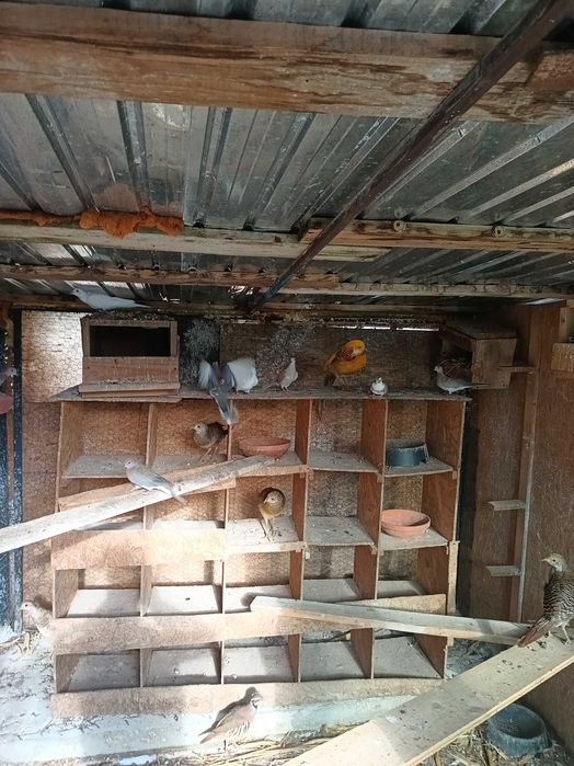 Fazani de vanzare auriu pe galben argintii