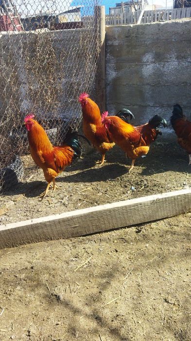 Продам куры домашние