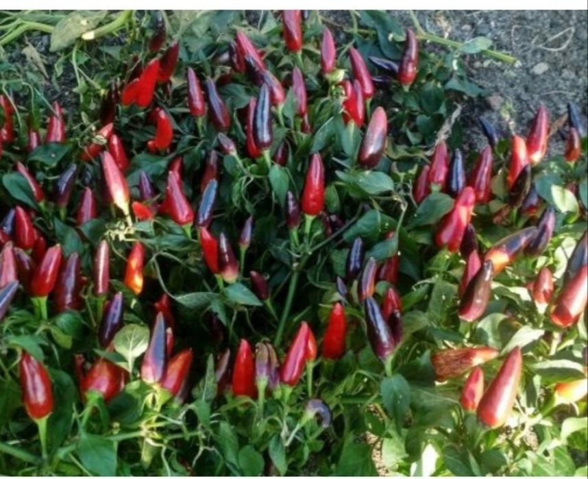 Кайенский перец самый острый