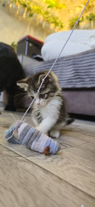 Отдам в добрые руки девочку