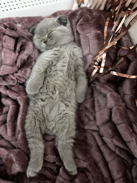 Ищу кошку для вязки с котом