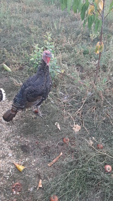Curci si curcani
