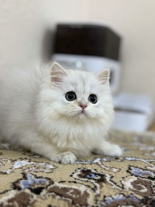 Shinshilla og'il bola 3oyli oxirgi narxi oylab korib tel qilila i