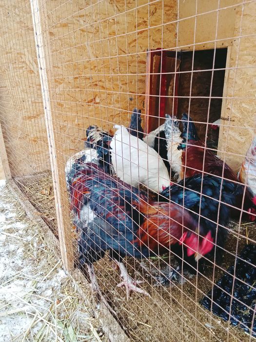 Продаются молодые петухи