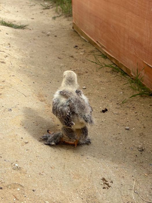 Осы светли брама балпандары сатылады штугы 5000тг