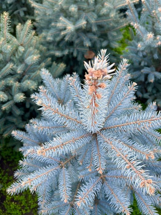 Настоящая Крымская голубая ель Читайте внимательно Крим Ок арчаси Ёлка