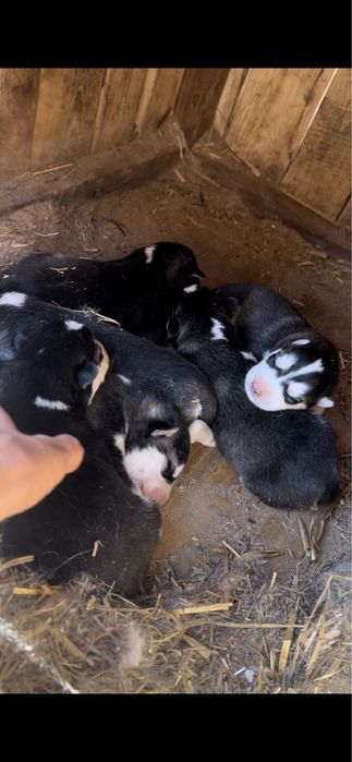 Продам щенков хаски