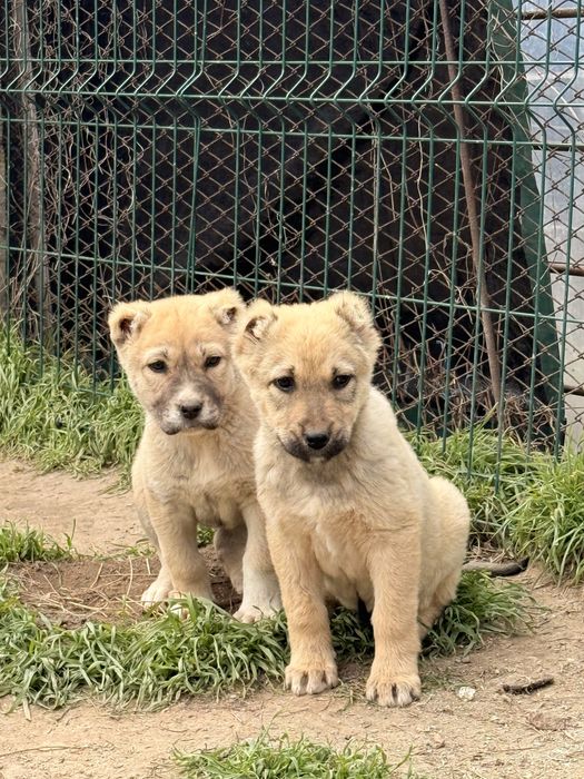 Кученца Кангал С Доставака