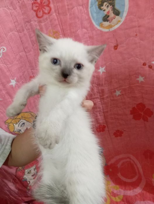 Shinshila mushuklar sotiladi