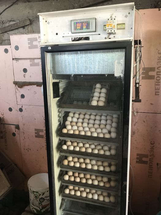 Инкубатор на 500 яиц