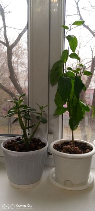 Цветы для офиса и дома разные