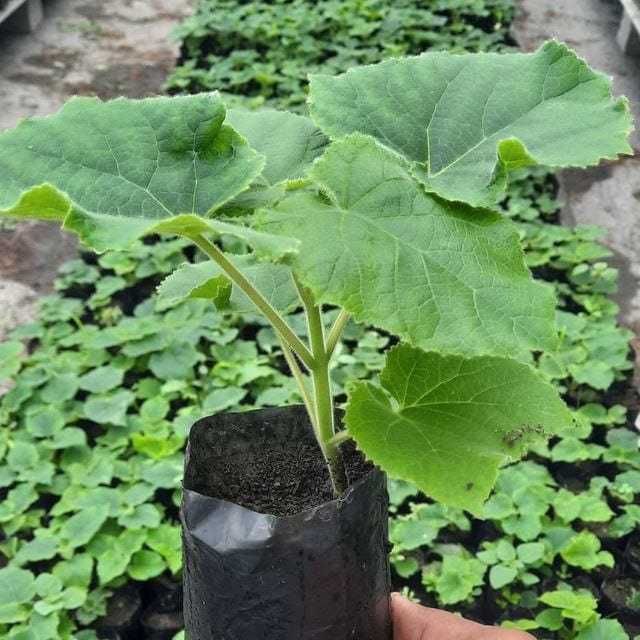 Павловния нихоллари оптом сотилмокда FTE