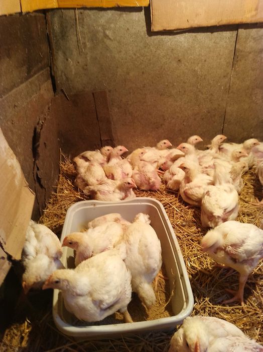 Продам бройлеров