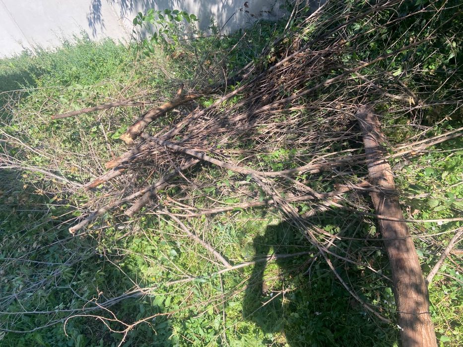 На дрова бесплатно самовывоз