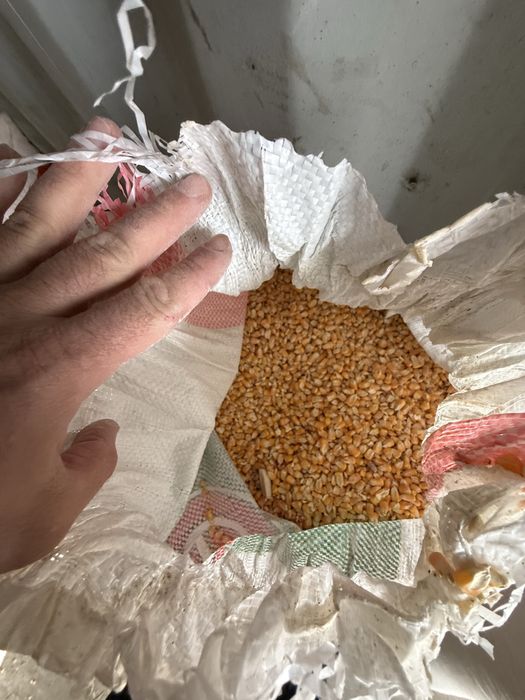 Кукуруза в зерне