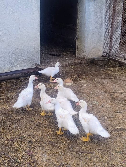 Vând rațe leșești