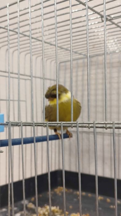 Продавам мъжко глостер