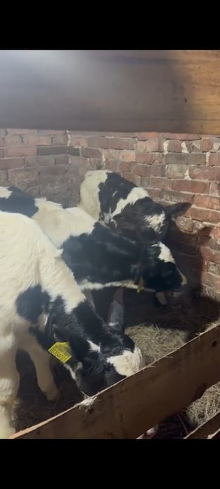 Продам телят бычков и тёлочки