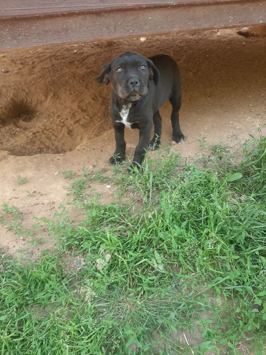 Femela cane corso neagra