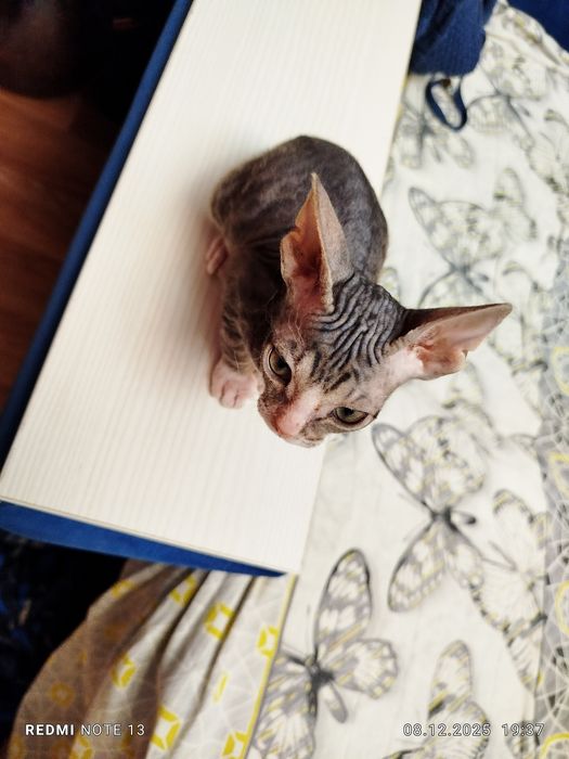 Продам канадского сфинкса