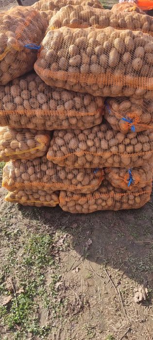 Cartofi Agria Ultra Jelly samanta