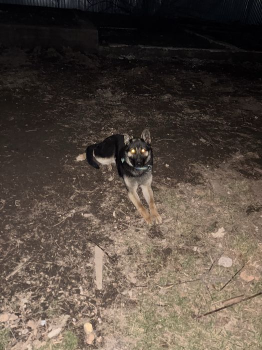 Немецкая овчарка