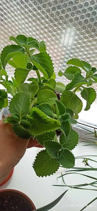 Продам комнатную мяту -плектрантус