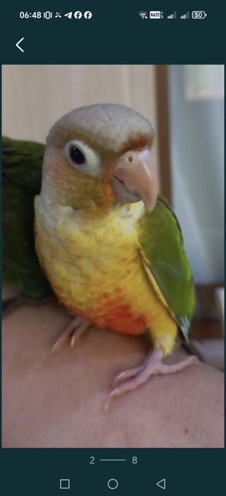 Продаётся ручной поаугай