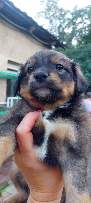 Щенок мальчик 1 месяц.