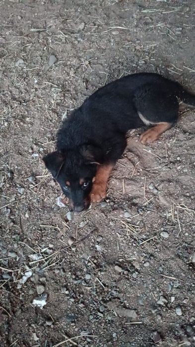 Малховеры (помесь немца и ротвейлера)