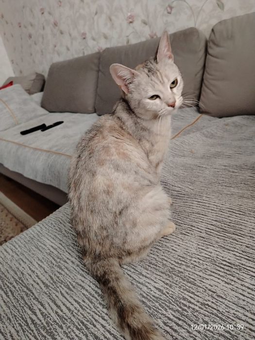 Кошечка молодая с необычным окрасом