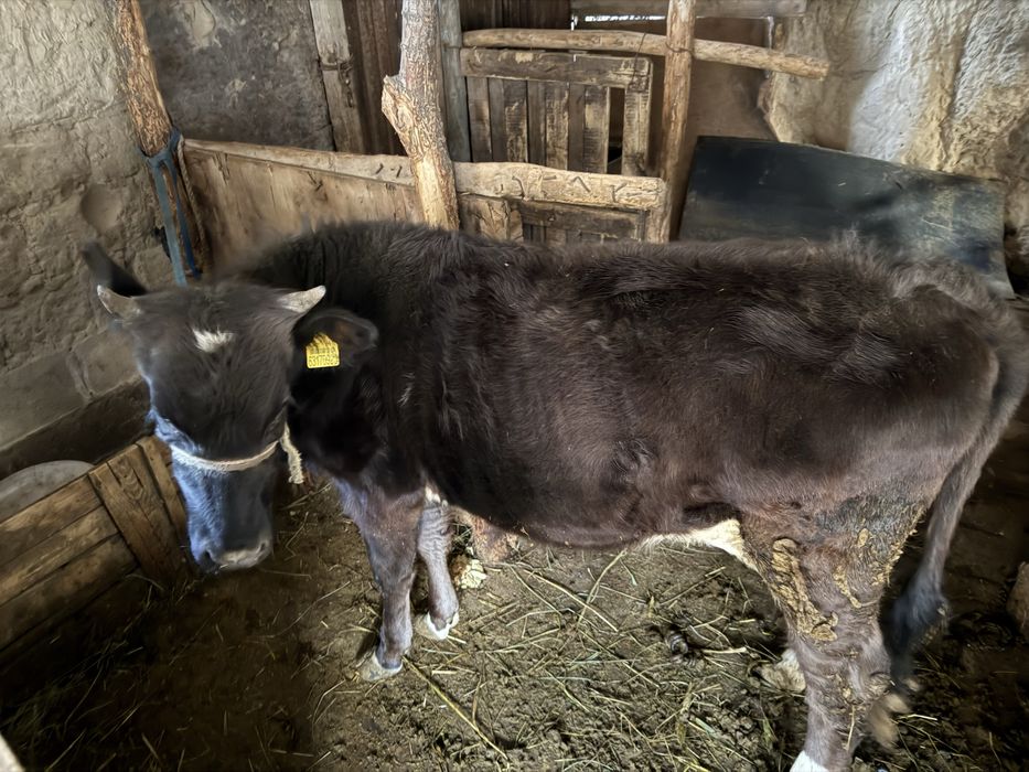 Бір жасар тана сатылады