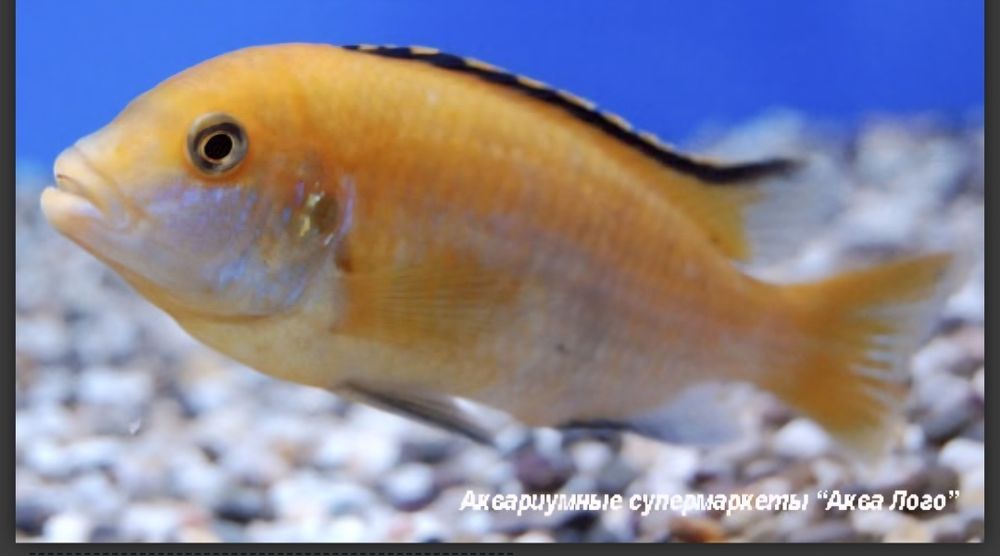 Продам цихлид лабидохромисов