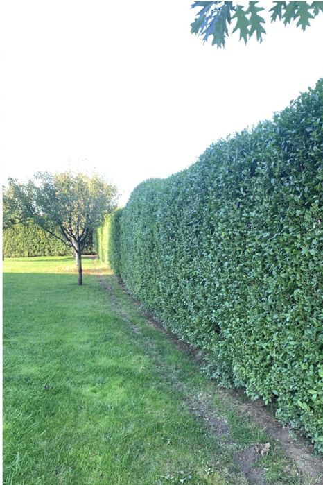 Gard viu lemn câinesc