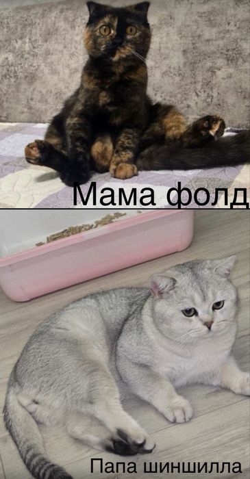 Скоттиш фод котенок девочка рыжий