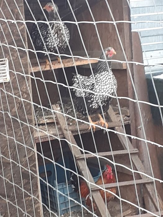 Păsări de vânzare