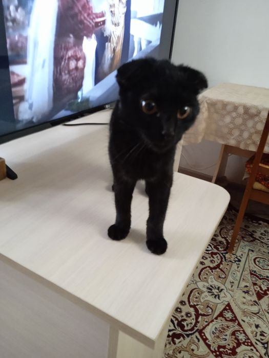 Катята девочки и мальчики