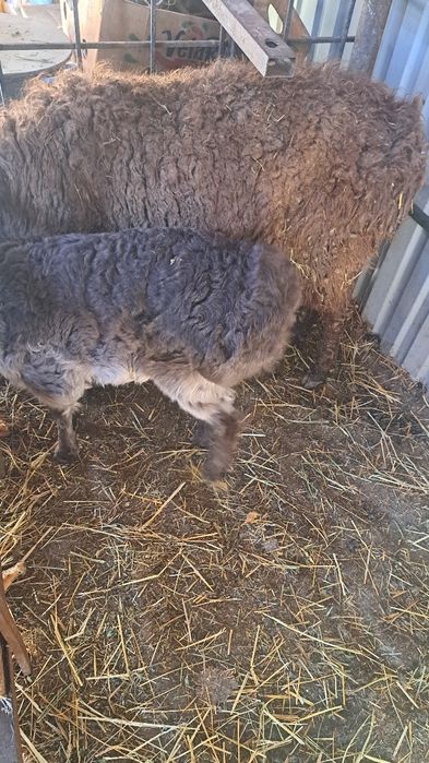 Кой козысымен 2 ай болды