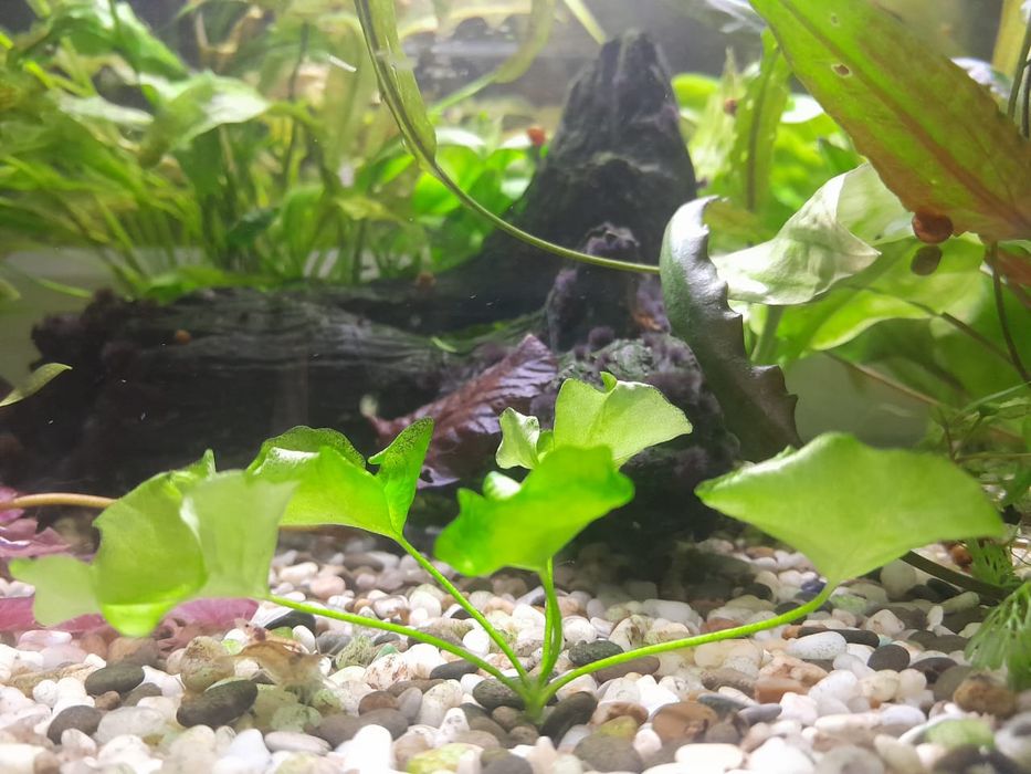 Аквариумные растения множество