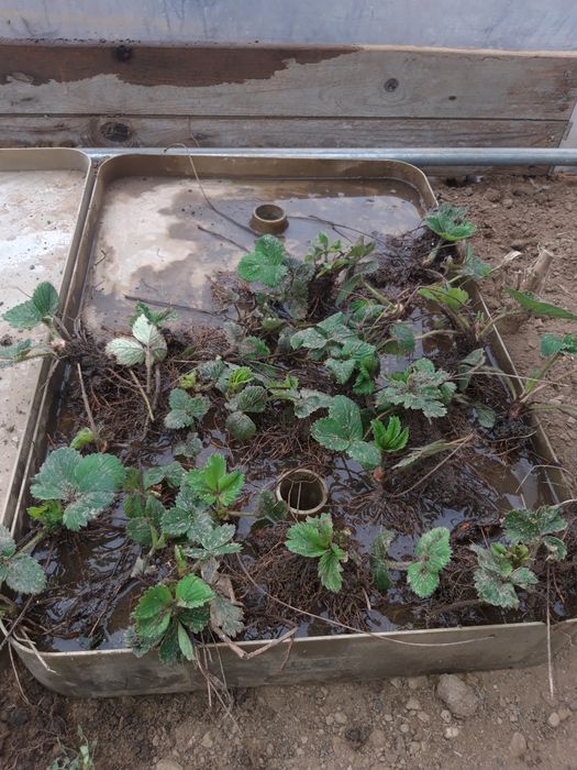 stoloni de căpșuni